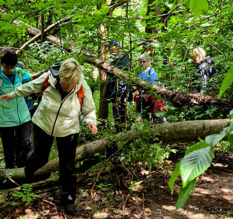 15. Wanderung W1: Naumburg Buchholz Rundweg am 11. Juni 2026