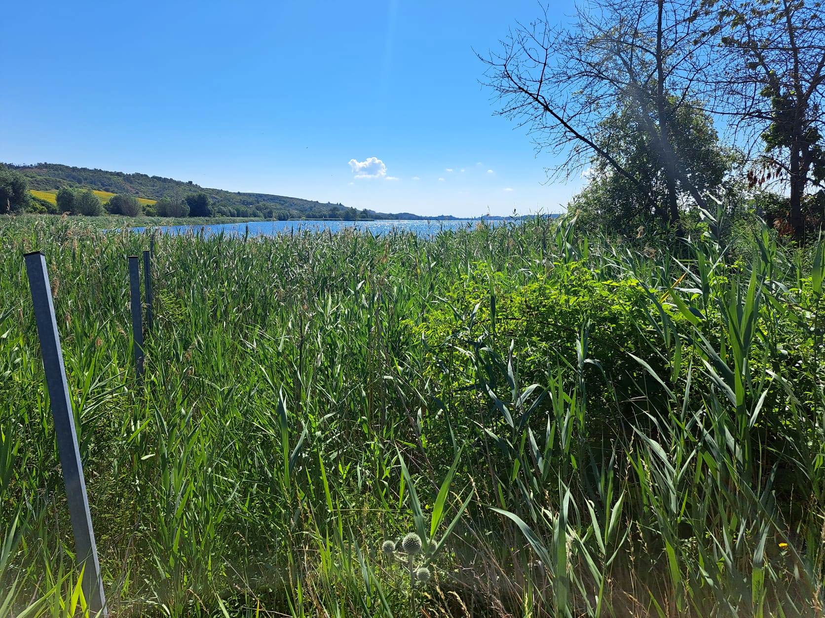 17. Wanderung W2 Rund um den Süßen See am 02. Juli 2026