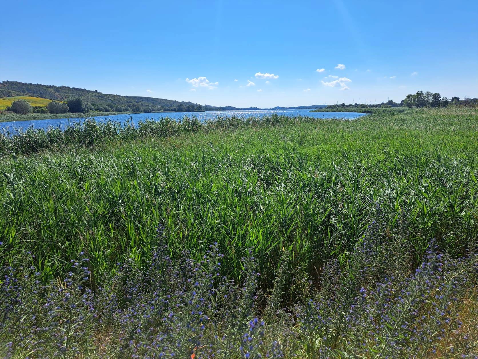 17. Wanderung W2 Rund um den Süßen See am 02. Juli 2026