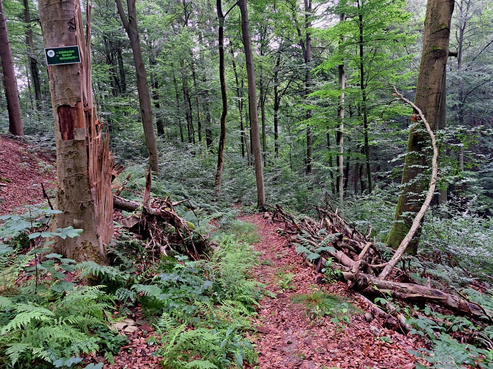 20. Wanderung W2 Schluchtenweg Runde von Bürgel am 18. Juli 2026