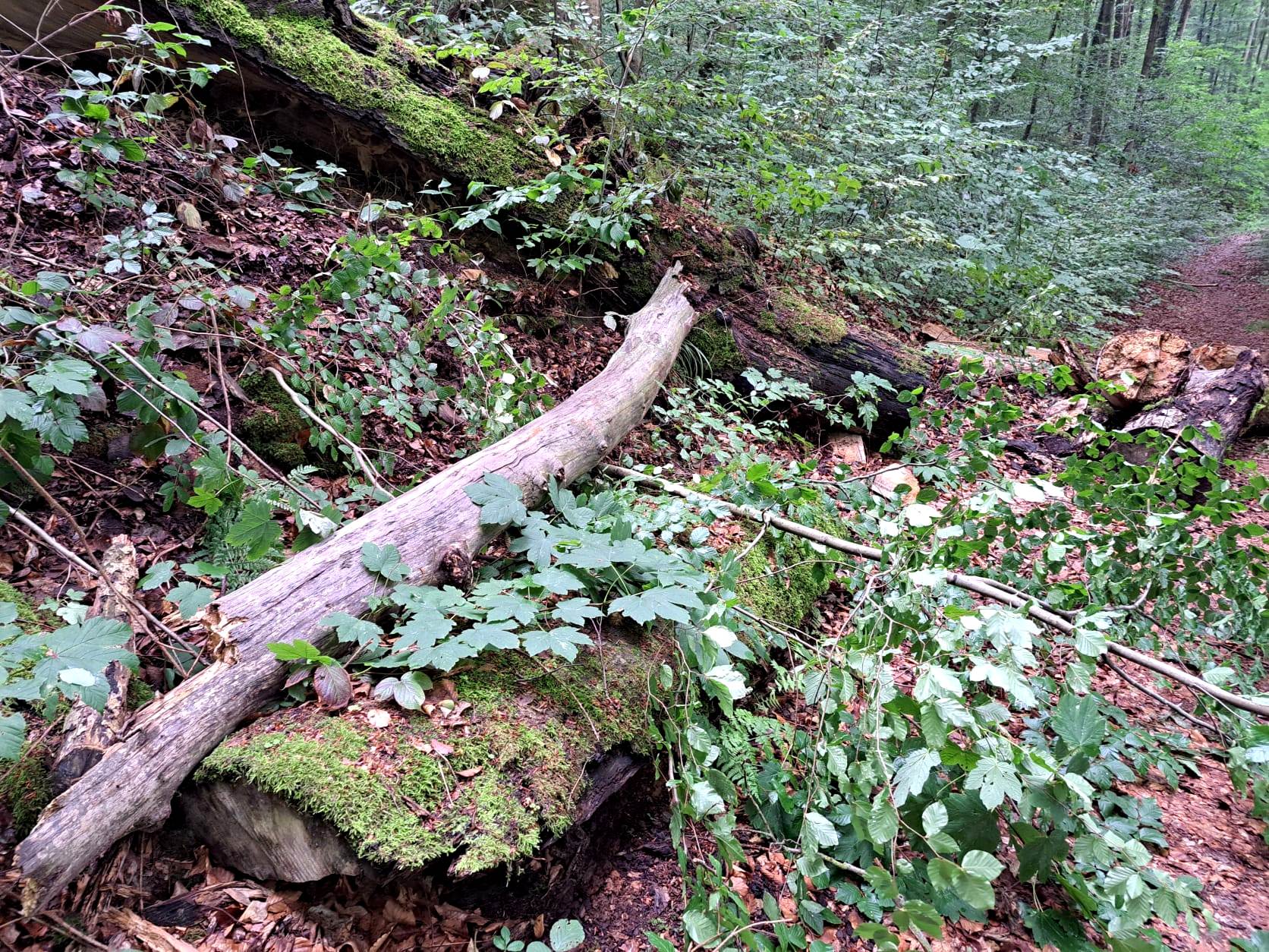 20. Wanderung W2 Schluchtenweg Runde von Bürgel am 18. Juli 2026