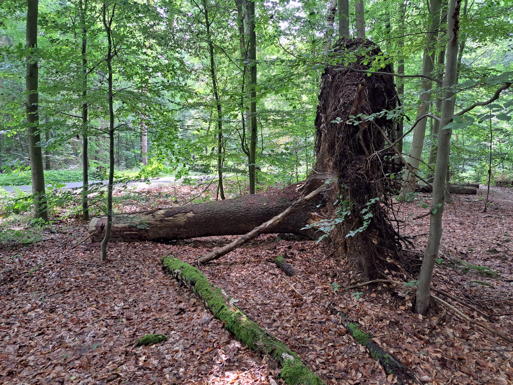 20. Wanderung W2 Schluchtenweg Runde von Bürgel am 18. Juli 2026