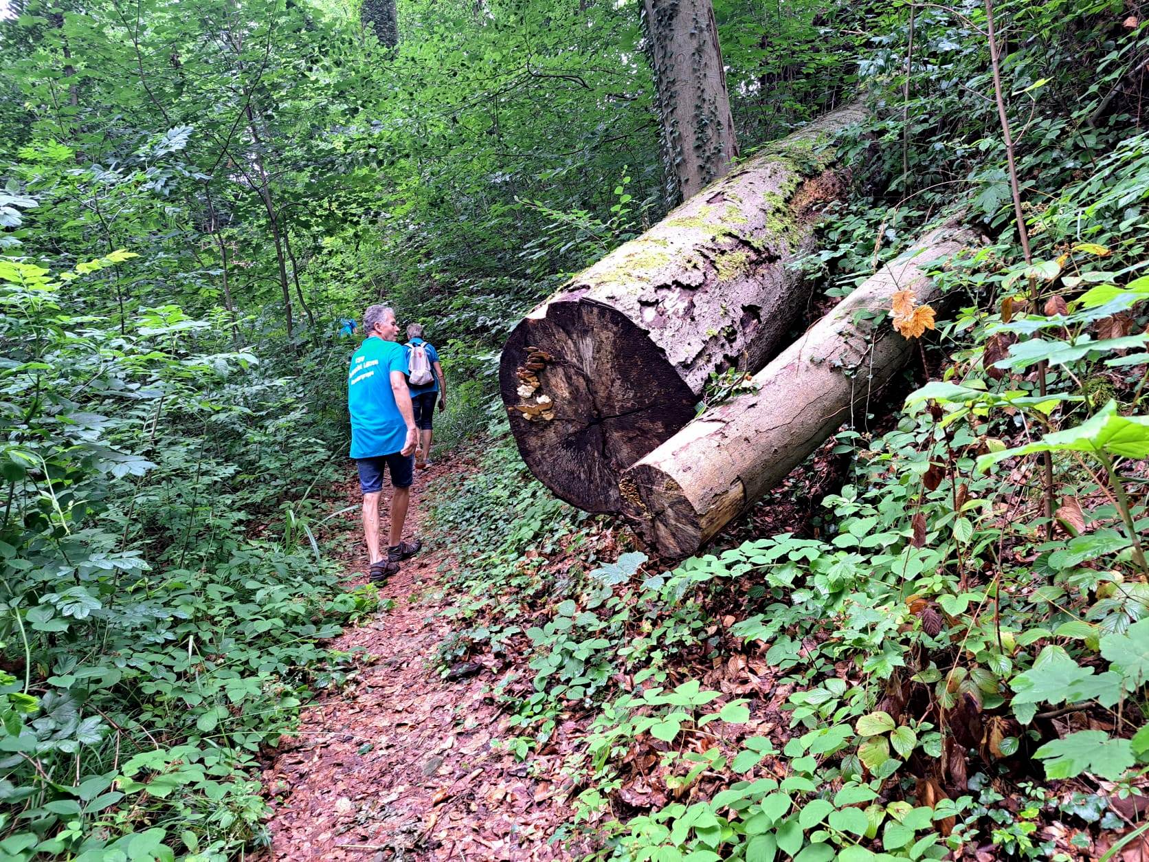 20. Wanderung W2 Schluchtenweg Runde von Bürgel am 18. Juli 2026
