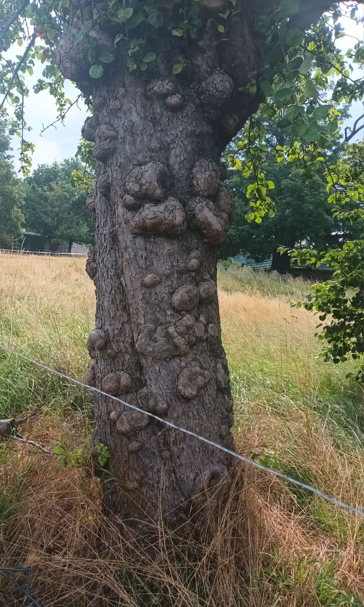 20. Wanderung W2 Schluchtenweg Runde von Bürgel am 18. Juli 2026