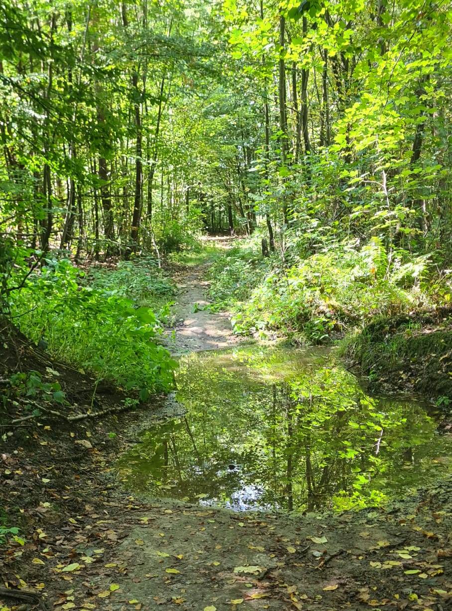 23. Wanderung W1 Baumartenpfad im Wildgehege von Großpösna 2026